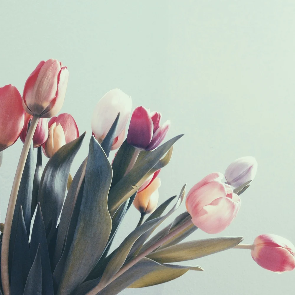 A bunch of pink tulips, just delivered